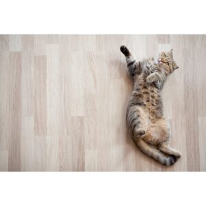 Read more about the article The Perks of Radiant Floor Heating for Pet Owners