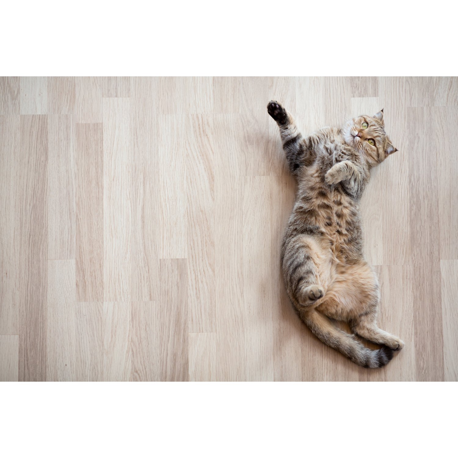 You are currently viewing The Perks of Radiant Floor Heating for Pet Owners